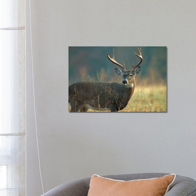 White-Tailed Deer Portrait, North America 1 Piece Wrapped Canvas Wall Art