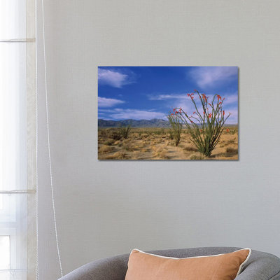 Ocotillo And The Vallecito Mountains, Anza-Borrego Desert State Park, California by Tim Fitzharris - Wrapped Canvas Print