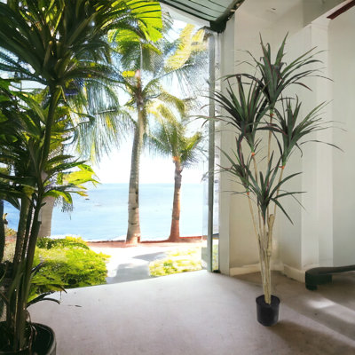 60 plantes Dracaena Marginata