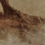 Undone Cypress Painting by Coup D'Esprit-1233353170