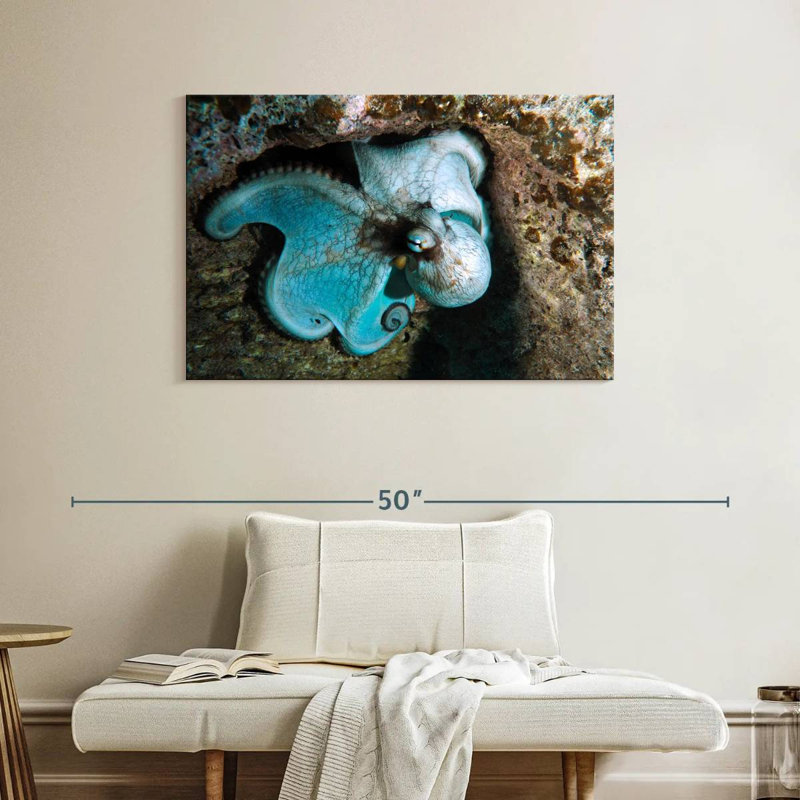Brampt Wild Octopus In Grand Cayman Island, 26" H x 39" W