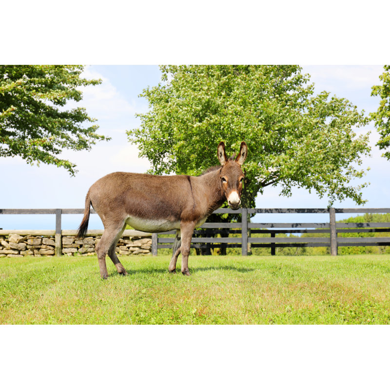 Miniature Donkey Grazing by Driftlessstudio - No Frame Art Prints on Canvas, 81cm H x 122cm W