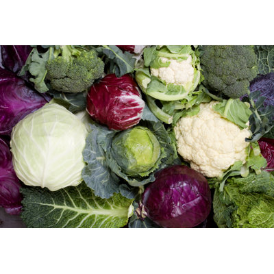 Cabbages - Wrapped Canvas Print