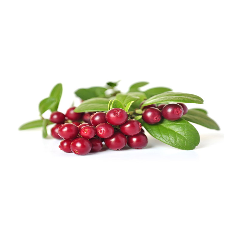 Cowberry - No Frame Print on Canvas