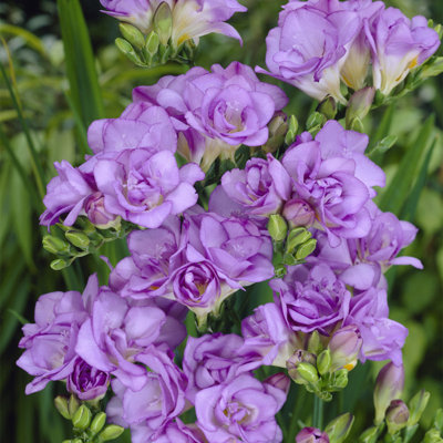 Van Zyverden Freesias Double Blooming Lavender Set of 25 Bulbs