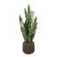 20.2cm Plant-1341674439