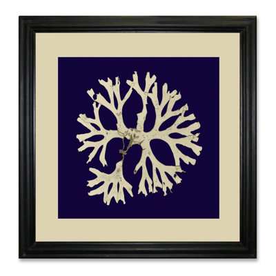 Seaweed On Navy I - Single Picture Frame Print