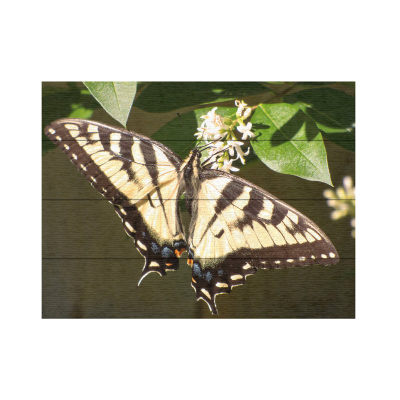 «Eastern Tiger Swallowtail Butterfly Wingspan» sur bois par Leslie Montgomery, H 12 po x l 16 po