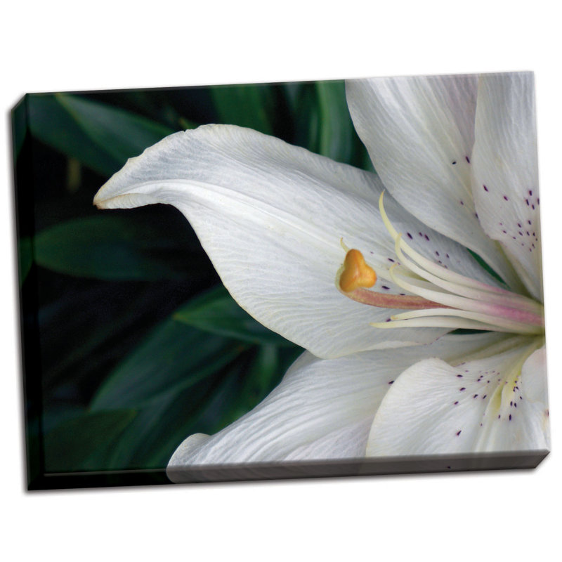 " Macro Lily " by Jim Christensen