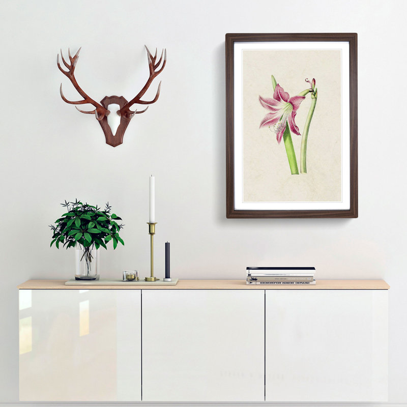 Pink Amaryllis Flower Illustration - Framed Print, 48cm H x 36cm W x 2cm D, Walnut Framed