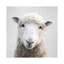 Sheep - Wrapped Canvas Print-454695948