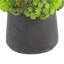 Rizal Faux Succulent in Fiberstone Pot-1299653791