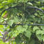 Treillis de jardin Annetta