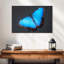 Papillon bleu Morpho-107961046