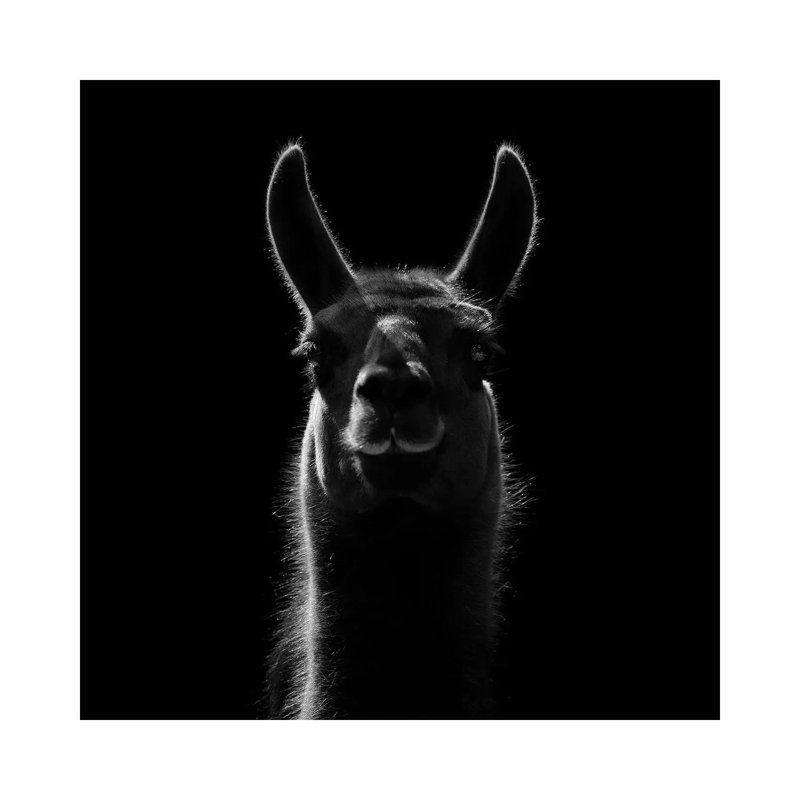 Llama In Black And White by Lukas Holas - Wrapped Canvas Print, 66.04 cm H x 66.04 cm W