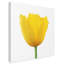 « yellow beauté », reproduction d’impression sur toile tendue-32714797