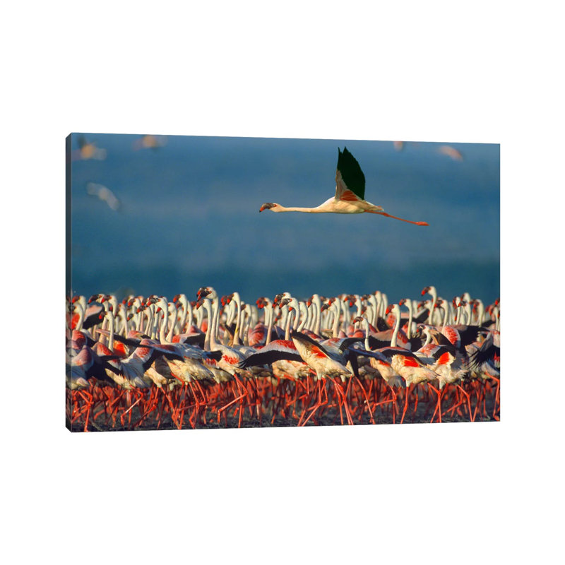 Lesser Flamingo Flying Over Flock, Lake Nakuru, Kenya by Tim Fitzharris - Gallery-Wrapped Canvas Giclée on Canvas