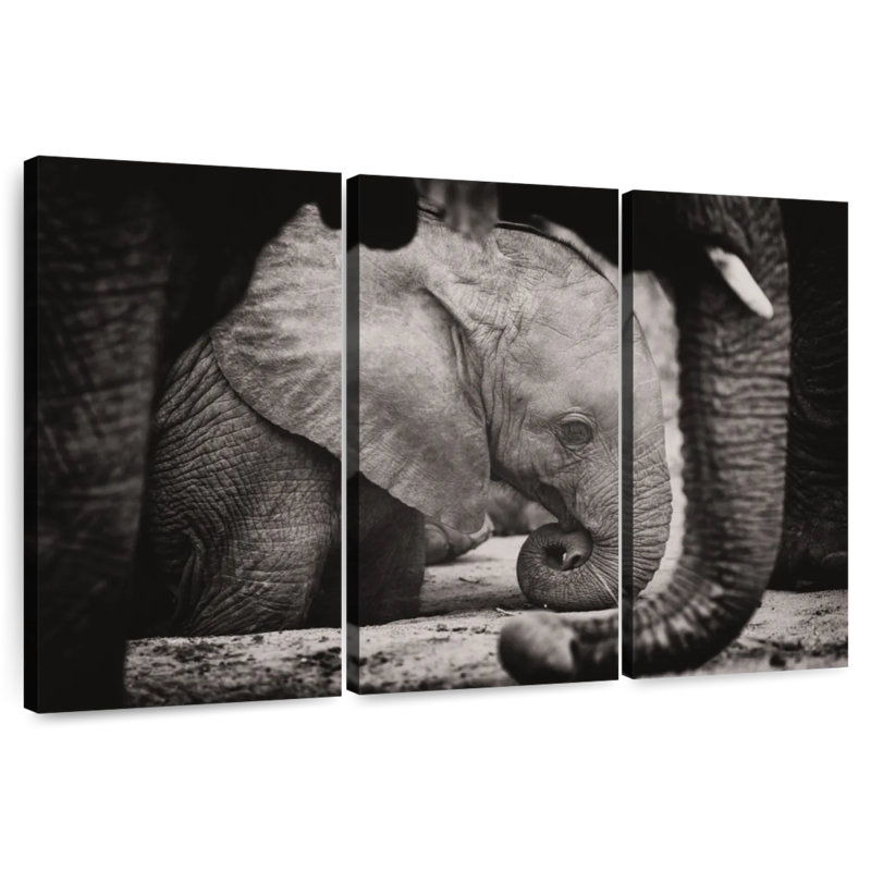 Napping Baby Elephant, 36" H x 57" W