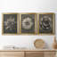 «Blossfeldt Flower I», ensemble de 3 impressions sur toile encadrées-1488156597-1488156593