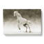 White Horse Vol.1 - Wrapped Canvas-64082112