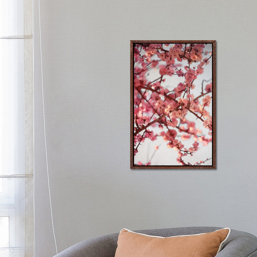 Kirschblüten I von Susan Bryant - Galerie-verpackte Leinwand Giclée auf Leinwand