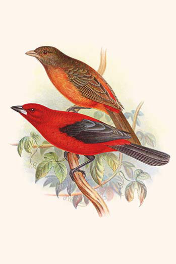 " Scarlet Tanager " by F.w. Frohawk, 36" H x 24" W