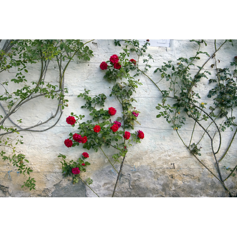 Roses sur un mur blanc par Ekely, H 12 po x l 18 po