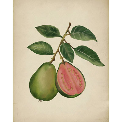 Fresh Guava Botanical by Josie George — Botanical Wall Art