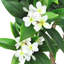 Plumeria artificiel en pot 57 po