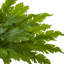 Plante de palm artificiel 15"