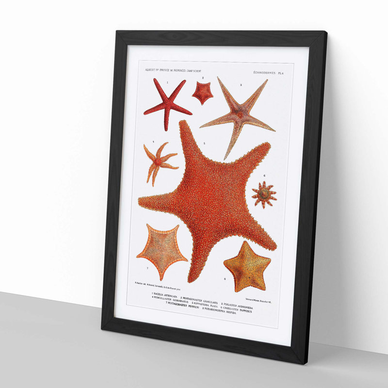 Assortment Of Starfish by Albert I - Single Picture Frame Painting, 63cm H x 45cm W x 2cm D, Black