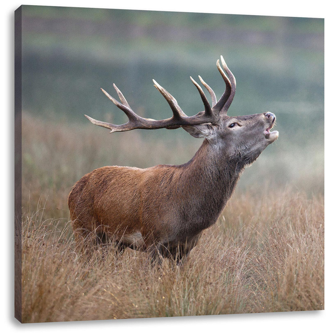 Leinwandbild Roaring Deer in the Field