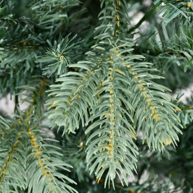 Arbre de Noël artificiel épinette bleue non éclairé , 9 pi