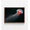 Jellyfish Drift - reproduction encadrée de photographie océanique