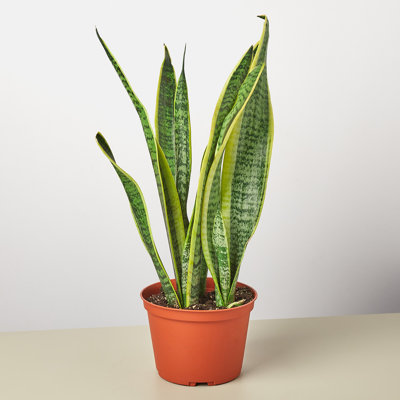 House Plant Shop Live Foliage Plant Low Maintenance Plant Rattan