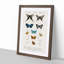 Butterfly Illustrations PL.5 by Charles d' Orbigny - Picture Frame Graphic Art Print-55512807-55512809