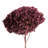 Natural Botanicals 15" Hydrangea with Multiple Branch Segments, Preserved-1594274024