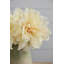 Tige de pivoine House of Hampton®-428404166-423769625
