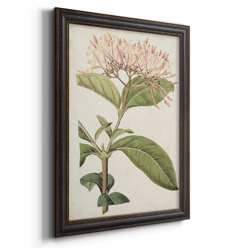 Toile encadrée de qualité supérieure Antique Botanical Collection VI - prête à être accrochée, H 36 po x l 24 po x P 1 po