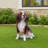 Lifelike Beagle Dog Statue