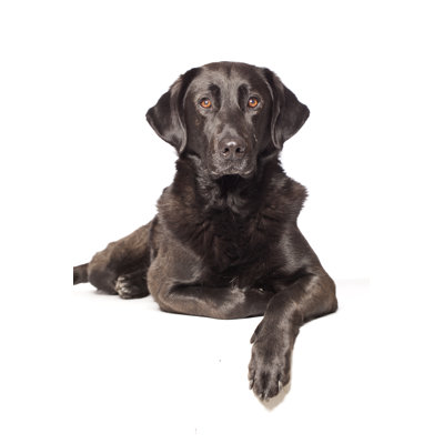 Portrait of a Mixed Breed Labrador by Alvarez