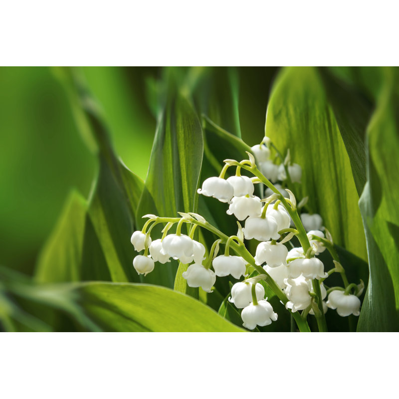 Blooming Lily by Artush - Wrapped Canvas Print, 61cm H x 91cm W