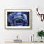 Blue Rose Painting - Picture Frame Graphic Art-56633689-56633690