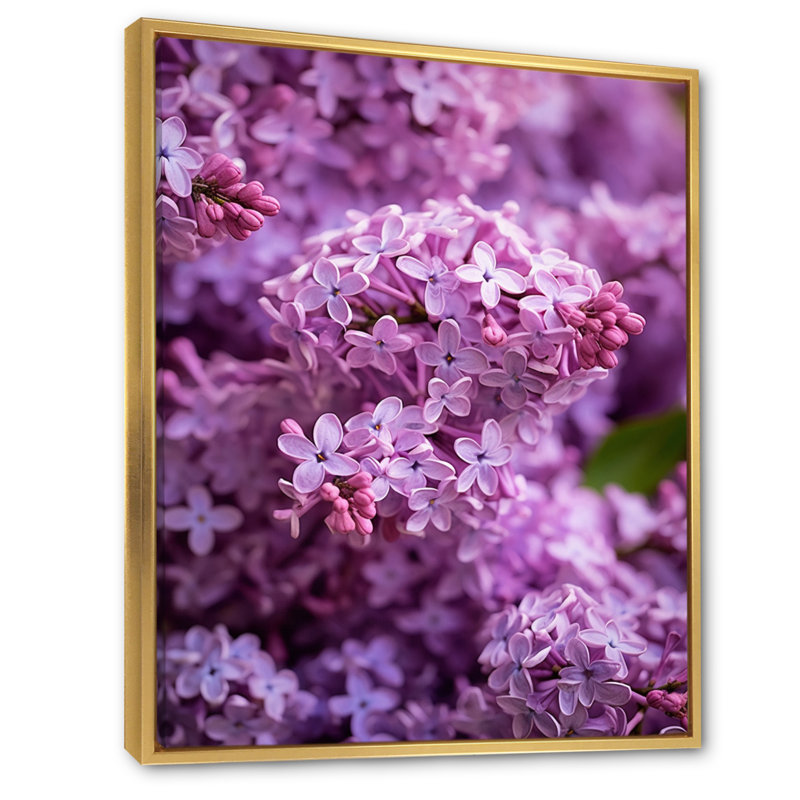 «Lilac mauve», reproduction sur toile, Cadre flottant doré, 44" H x 34" W