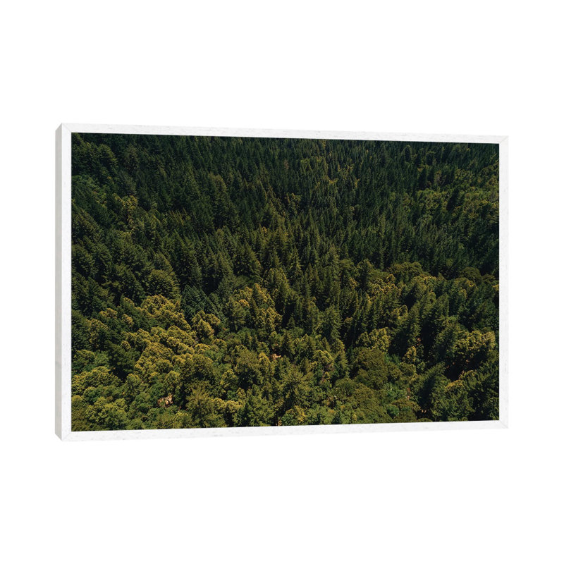 California Redwood Forest II by Bethany Young - Print on Canvas, White Framed, 45.72cm H x 66.04cm W x 3.81cm D