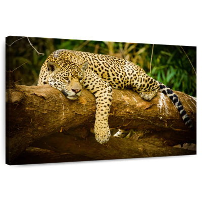 Brampt Pantanal Jaguar