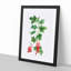 Redcurrant Flowers by Pierre-Joseph Redoute - Picture Frame Painting Print-55598511-55598510