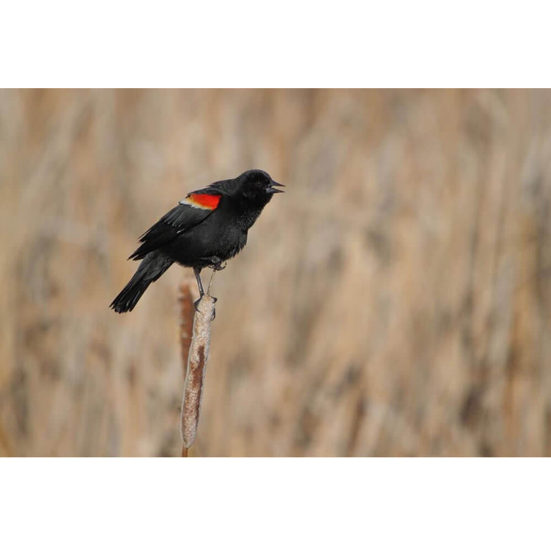 Décalcomanie murale blackbird à aile rouge, 16 po x 24 po
