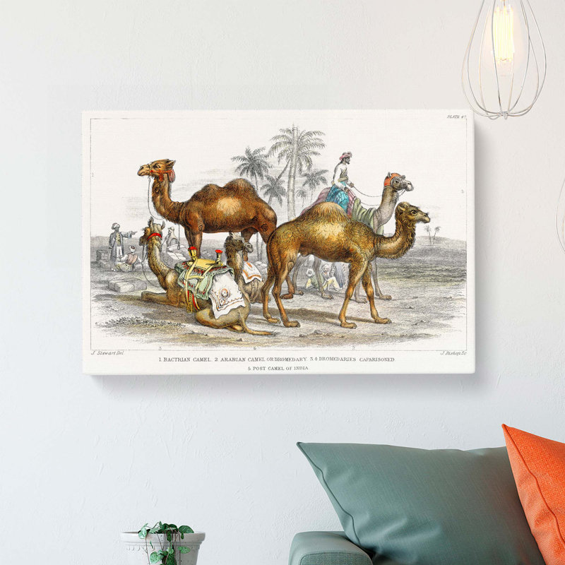 Camels by Oliver Goldsmith - Wrapped Canvas Painting, 35cm H x 50cm W x 3cm D