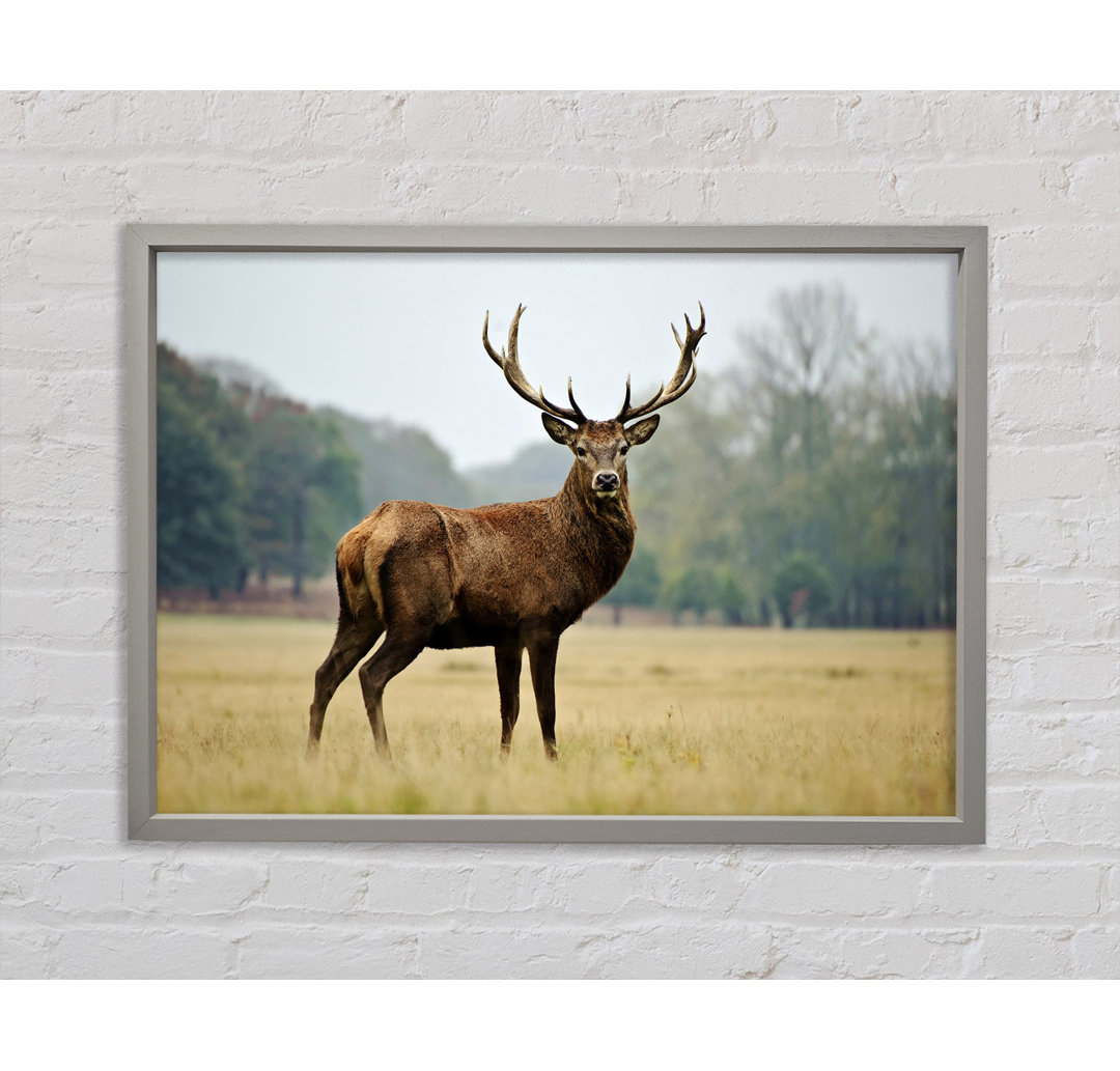 Red Deer Beauty Gerahmter Druck